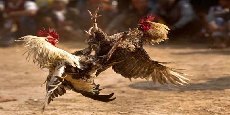Đá gà 88 cam kết bảo mật an toàn