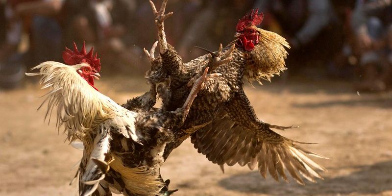 đá gà casino Đôi nét về đá gà casino 88nn